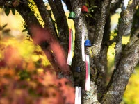 Windspiel, Furin Hamon Orange 9 Windspiel, Furin Hamon Orange – Bild 7